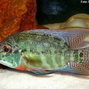 Papagaio Verdadeiro 8cm (padrão de cor azul e vermelho)