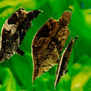 Peixe Folha / Monocirrhus polyacanthus