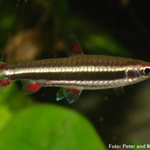 Peixe Lápis / 10 unidades