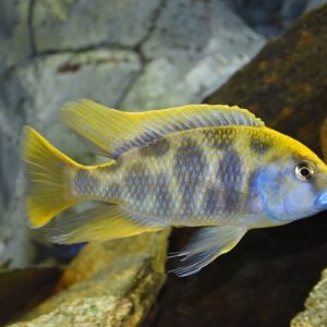 Venustus / Nimbochromis venustus