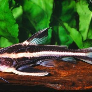Platydoras armatulus 20cm