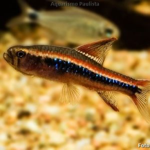 Tetra Colibri / Poecilocharax weitzmani