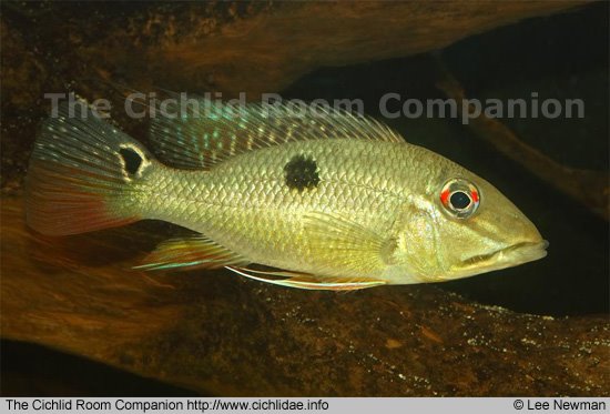 Satanoperca Lilith (PEIXE RARO EXCLUSIVO) - Imagem 2