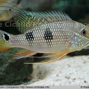 Satanoperca Lilith (PEIXE RARO EXCLUSIVO)