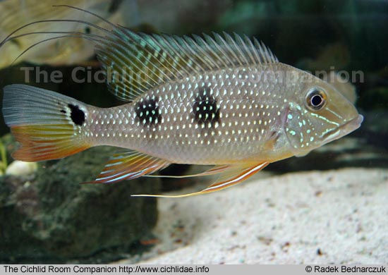 Satanoperca Lilith (PEIXE RARO EXCLUSIVO)