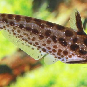 Tatia Pintada (Peixe Exclusivo) / Trachelyichthys sp.