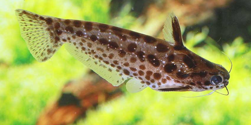 Tatia Pintada (Peixe Exclusivo) / Trachelyichthys sp.