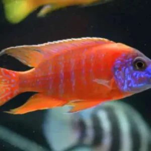 Aulonocara Red Ruby 7 a 9 cm