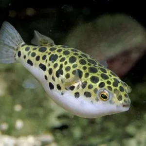 Baiacu Green Spotted 5 a 7 cm (Spotted Puffer) / Tetraodon Nigroviridis