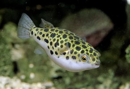 Baiacu Green Spotted 5 a 7 cm (Spotted Puffer) / Tetraodon Nigroviridis