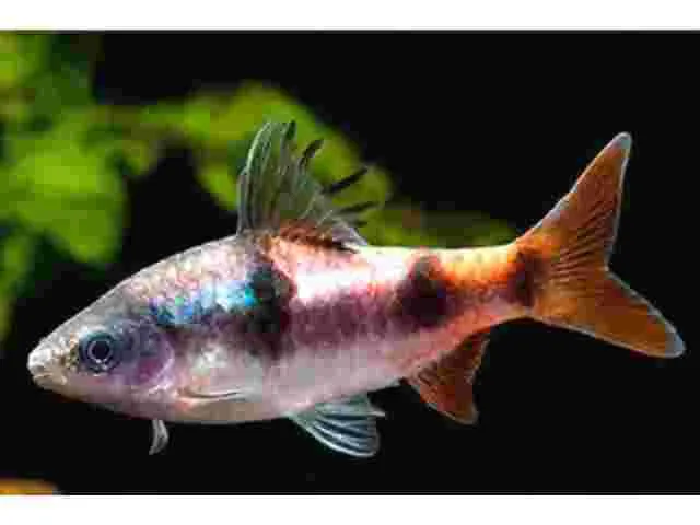 Barbo Arulius / Dawkinsia arulius - Imagem 2