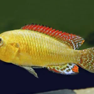 Boca Azul 4 cm a 6 cm/Pseudocrenilabrus philander