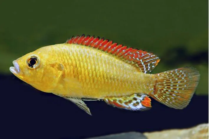 Boca Azul 4 cm a 6 cm/Pseudocrenilabrus philander