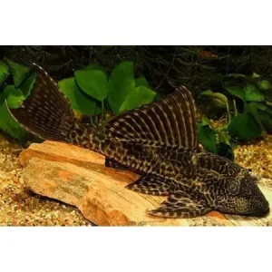 Cascudo L021 Abacaxi 8cm / Pterygoplichthys pardalis