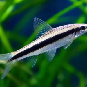 Comedor de Algas Siamês / Crossocheilus siamensis