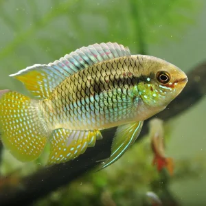 Curviceps 3 a 5 cm / Laetacara curviceps