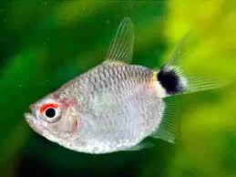 Tetra Olho de Fogo / Moenkhausia sanctaefilomenae