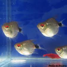 Tetra Olho de Fogo / 10 UNIDADES