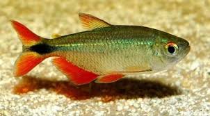Tetra Buenos Aires / Hyphessobrycon anisitsi