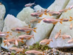 Tetra Buenos Aires Albino / 10 unidades