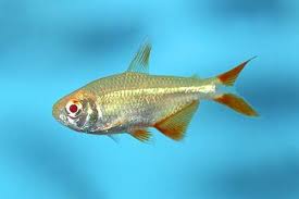Tetra Buenos Aires Albino / Hyphessobrycon anisitsi