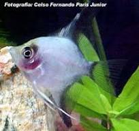 Acará Bandeira Fantasma