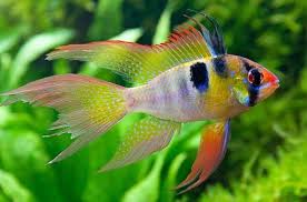 Ramirezi Véu / Mikrogeophagus ramirezi