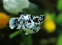 Molinésia Balão Dalmata