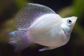 Molinésia Balão Prata