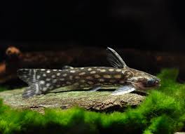 Tatia Intermedia (Peixe Exclusivo)