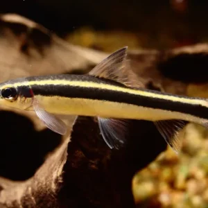 Flying Fox True / Epalzeorhynchos kalopterus