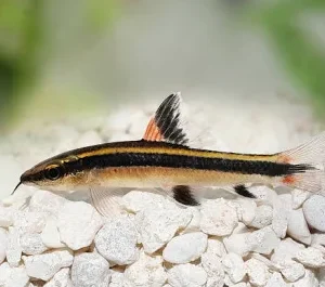 Flying fox (Epalzeorhynchos kalopterus)