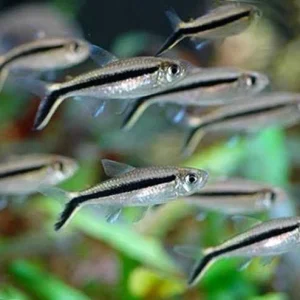 Tetra Pinguim / 10 unidades