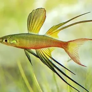 Iriatherina 2 a 3cm / Iriatherina werneri