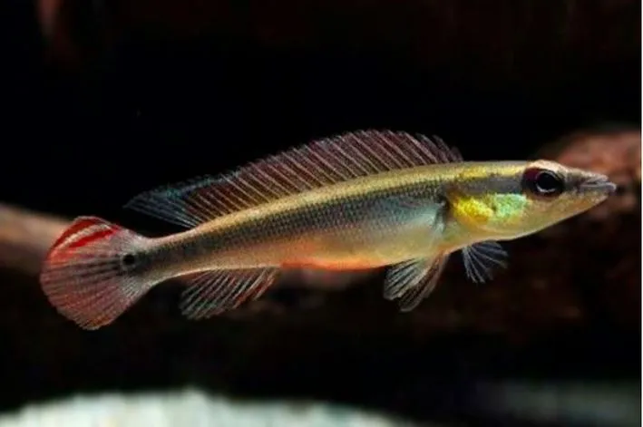 Jacundá 7cm / Crenicichla notophthalmus