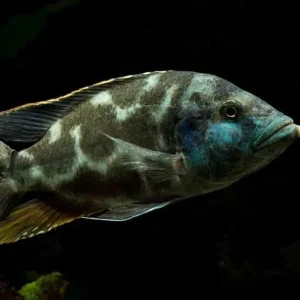 Livingstone 3 a 5 cm / Nimbochromis livingstonii