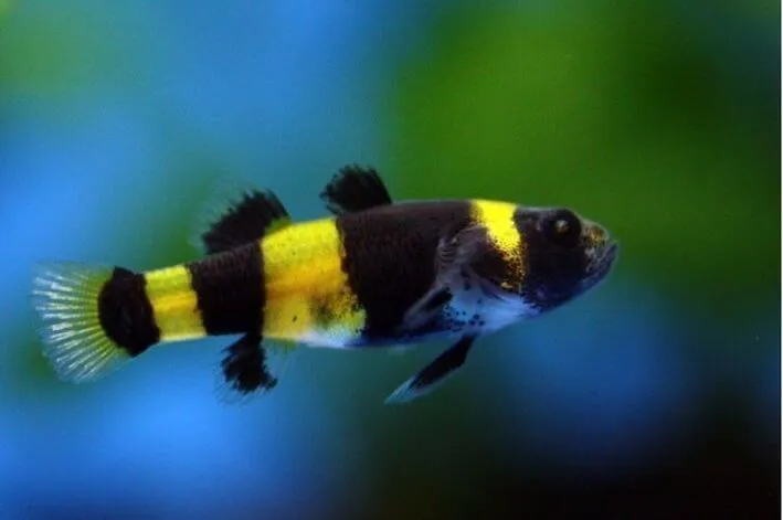 Peixe Abelhinha 1 a 2 cm / Brachygobius doriae