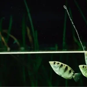 Peixe Arqueiro | Toxotes jaculatrix