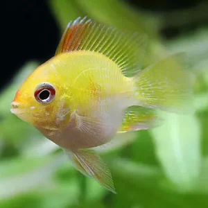 Ramirezi Balão Gold / Mikrogeophagus ramirezi