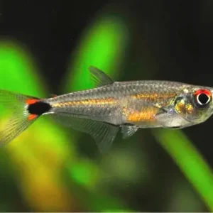 Tetra Aruanã 3 a 4 cm (Peixe Raro) / 10 unidades