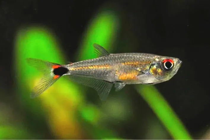 Tetra Aruanã 3 a 4 cm (Peixe Raro) / Gnathocharax steindachneri