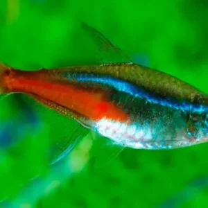 Tetra Neon Innesi / Paracheirodon innesi - PEIXES JUMBO 3-4cm