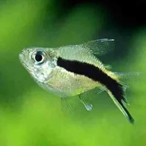 Tetra Pinguim Balão / 10 unidades