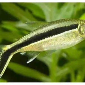 Tetra Pinguim / Thayeria Boehlkei