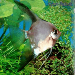 Acará Bandeira Siamês