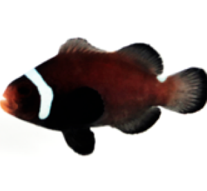 Peixe-palhaço Black Extreme Misbar (Amphiprion ocellaris)