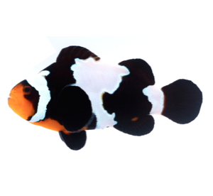 Peixe-Palhaço Black Snowflake (Amphiprion ocellaris)