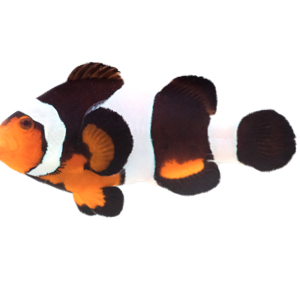 Peixe-palhaço Photon (Amphiprion ocellaris)