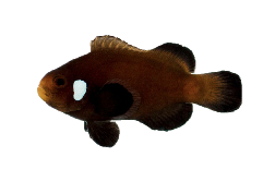 Peixe-Palhaço Domino (Amphiprion ocellaris)