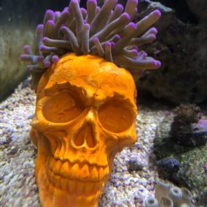 Toca para Anêmonas Tamanho G